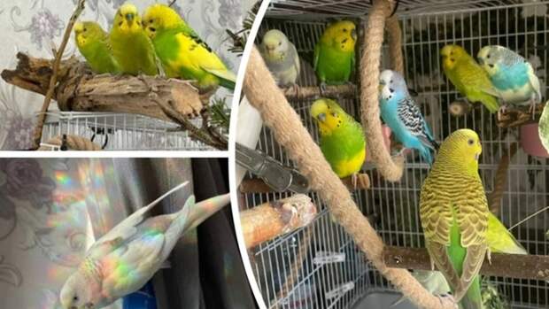 В Новосибирске девушка держит 11 попугаев в однокомнатной квартире