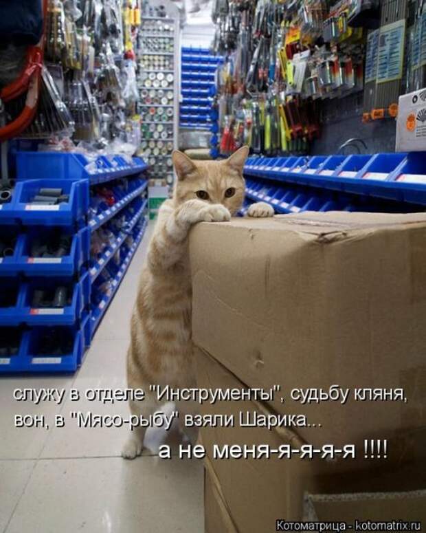 Новая котоматрица на Бугаге (35 фото)