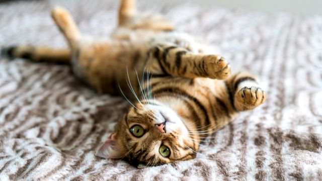 Кошка на постели