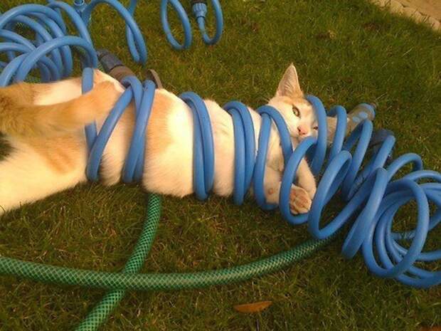 Коты попавшие в непростую жизненную ситуацию кот, подборка, фото
