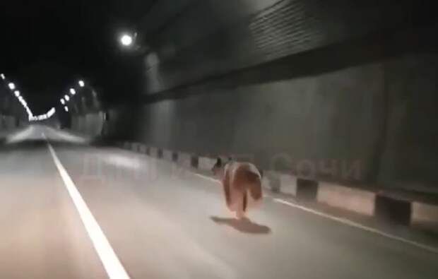 Маленький медведь случайно попал в дорожный тоннель по дороге из Адлера в Красную Поляну