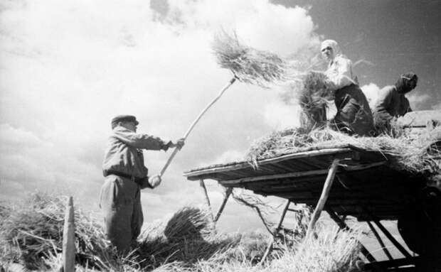 Технически правильная заготовка сена для хранения. УССР, 1950-е годы.
