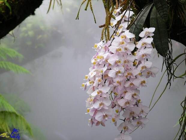 Не знаешь как правильно удобрять и подкармливать орхидеи? Читай!