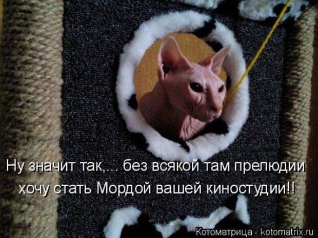 Свежая котоматрица для настроения (28 фото)