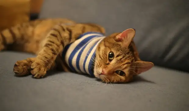 Тагильчане готовы раскошелиться ради своих питомцев