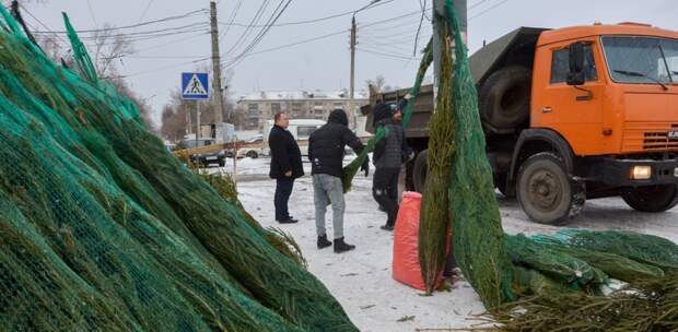 В Нижнем Новгороде выявили первые незаконные елочные базары