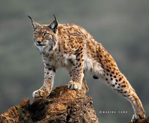 . Живая природа в фотографиях Марины Кано (Испания). Фото с сайта NewPix.ru