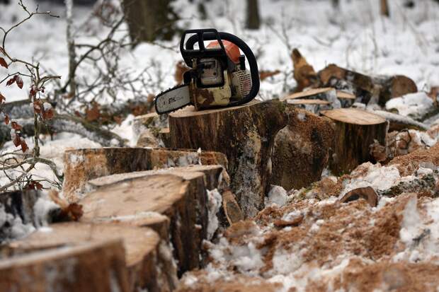 В Алнашском районе браконьер срубил вековые деревья
