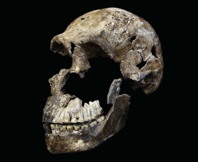 Остатки черепа взрослого мужчины H. naledi по прозвищу Нео