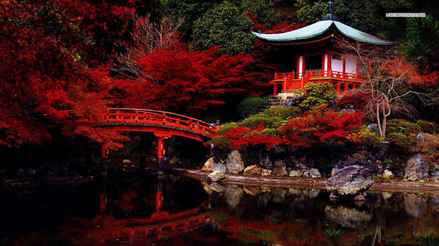 autumn-in-the-japanese-garden-6187-1366x768 (800x493, 501Kb)