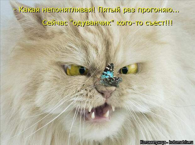 Котоматрица: - Какая непонятливая! Пятый раз прогоняю... Сейчас "одуванчик" кого-то съест!!!