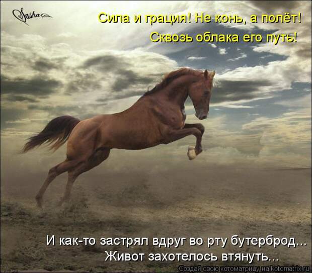 Лучшие котоматрицы недели (50 фото)