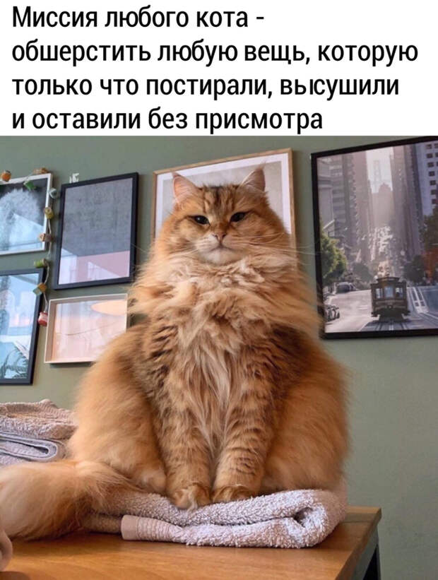 Миссия кота Миссия кота