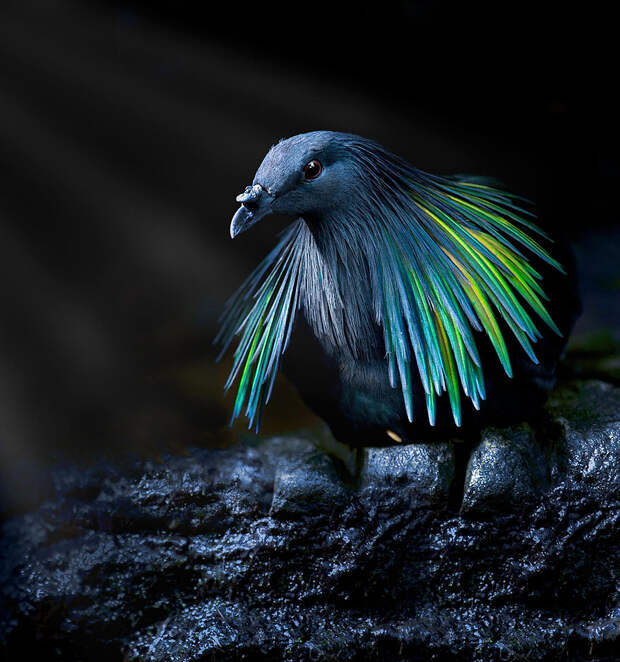Meet The Closest Living Relative To The Extinct Dodo Bird With Incredibly Colorful Iridescent Feathers
