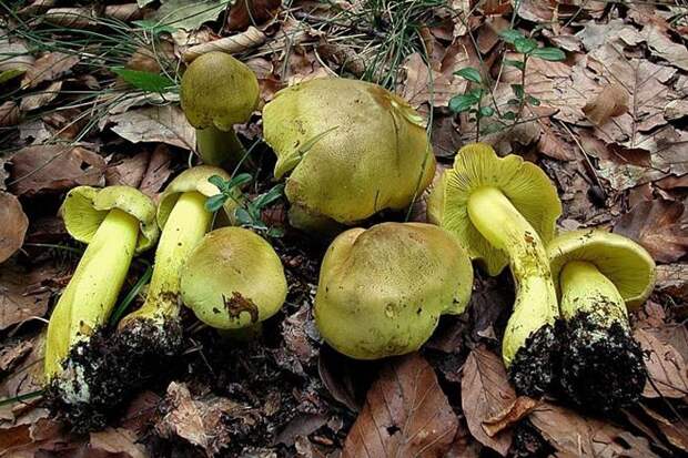 Зеленушка. Самые опасные и ядовитые грибы. Фото с сайта NewPix.ru
