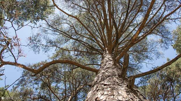 На Таганае комары проснулись почти на месяц раньше срока