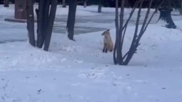 В Нагорном парке шустрая лиса охотилась за кошкой, а поймала мышку. Видео