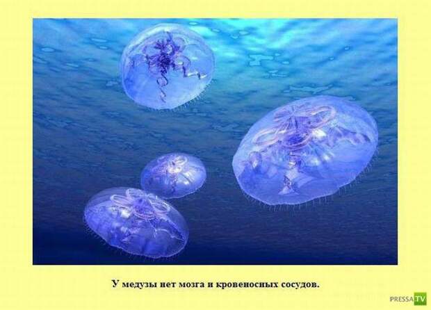 Интересные факты в картинках