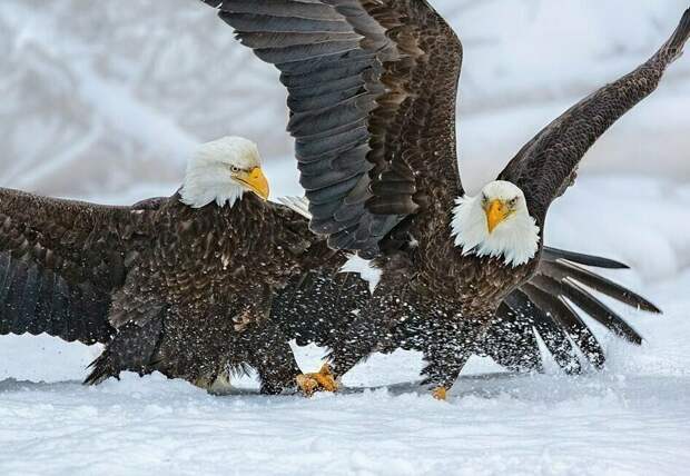 Джулия Уэйнрайт сделала этот потрясающий снимок белоголовых орланов на Аляске National Geographic Traveller 2019, конкурс, мир, путешествие, финалист, фотограф, фотография, фотомир