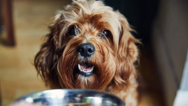 Ветврач Фроленко: подкармливание питомцев влечёт диабет и ожирение