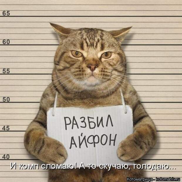 Лучшие котоматрицы недели (50 фото)