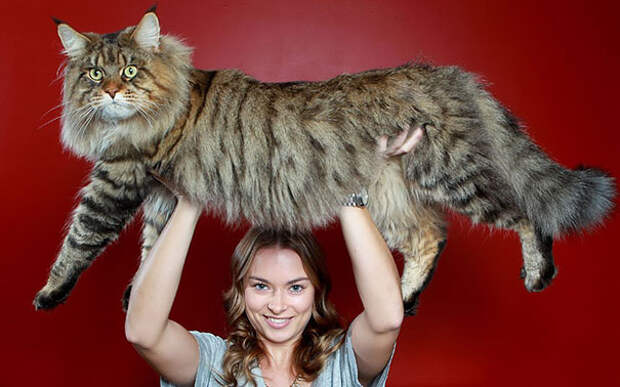 мейн-кун - самые огромные домашние кошки