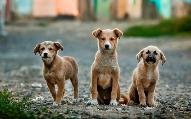 Любимыми животными Лукашенко, Путина и Макрона оказались собаки