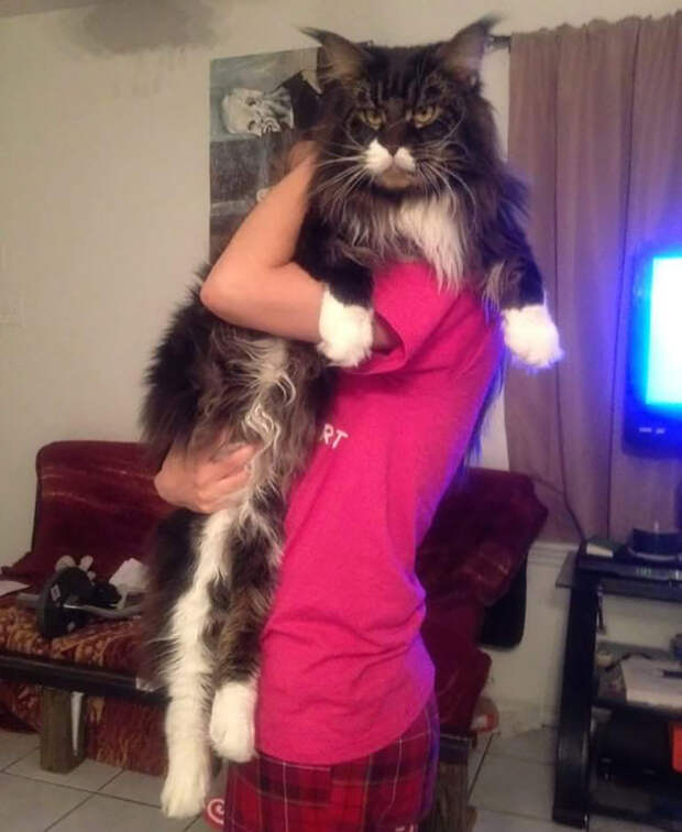мейн-кун - самые огромные домашние кошки 