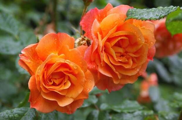 Полуплетистая роза сорт Westerland. Фото автора