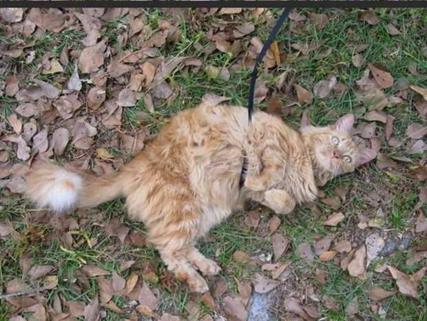 Коты в шоке Коты в шоке кот, прогулка, шок