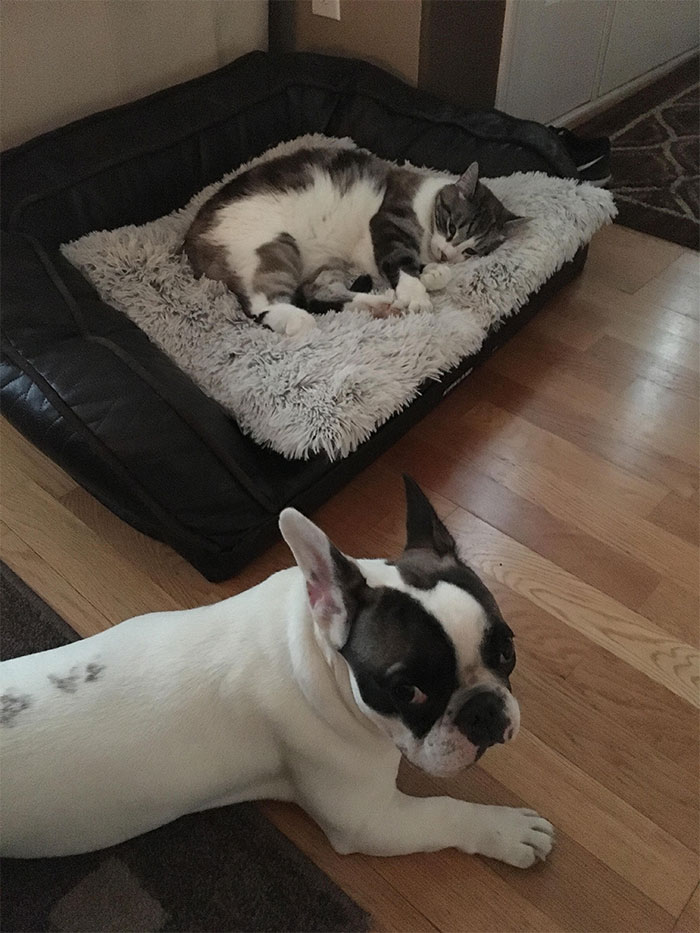 cats-stealing-dog-beds-34-57e104f918ed6__700