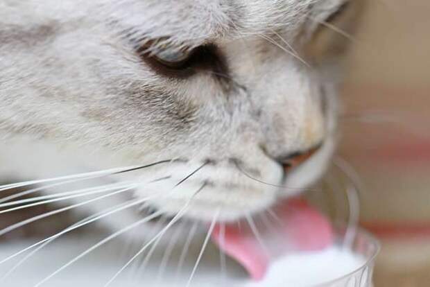 catmilk-610x408