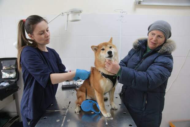 В Митине можно будет бесплатно привить питомцев от бешенства