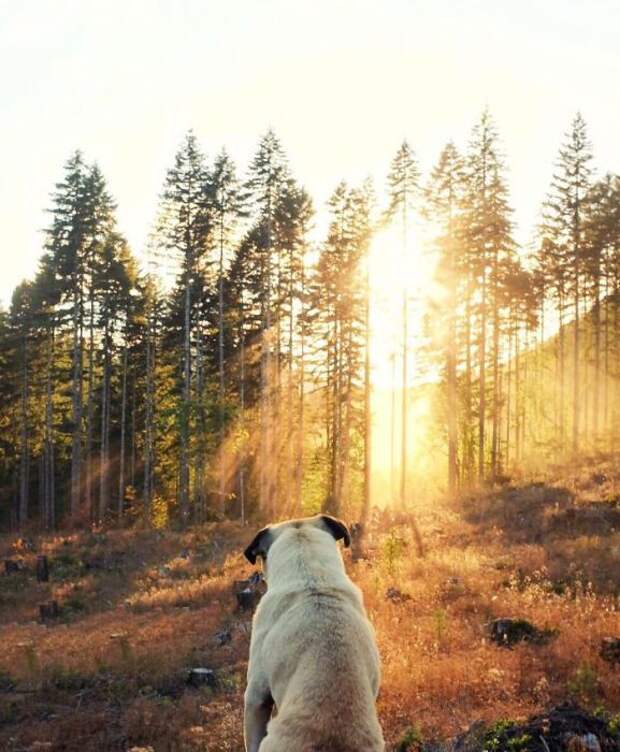 Солнечные лучи пробиваются сквозь деревья и освещают  собаку.