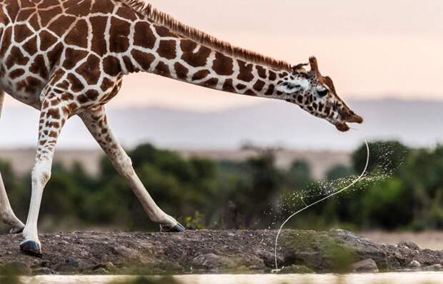 Лучшие фотографии National Geographic 2013 national geographic, животные, люди, природа