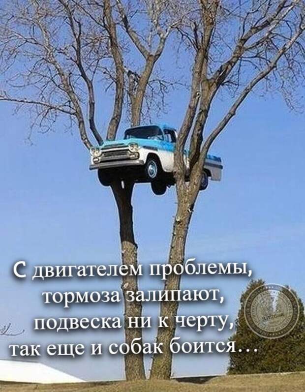 собак боится!