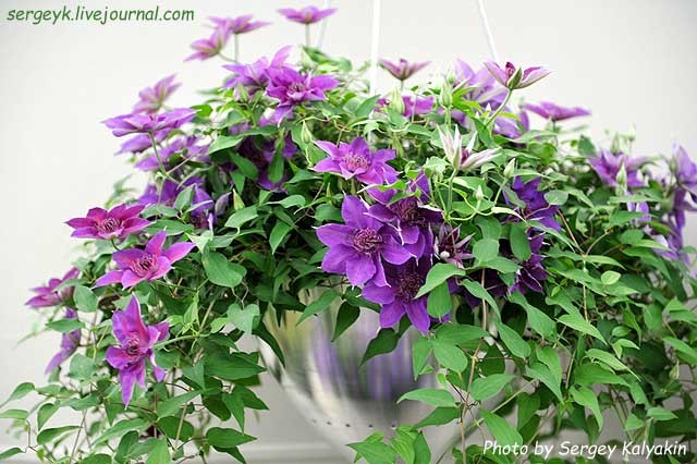 Clematis Fleuri (2).JPG Clematis Fleuri (2).JPG