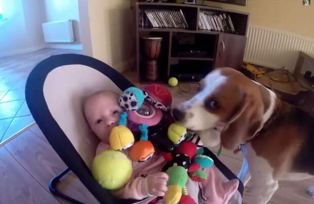собака закидала ребенка игрушками, Чарли игрушки Лаура, собака игрушки для ребенка