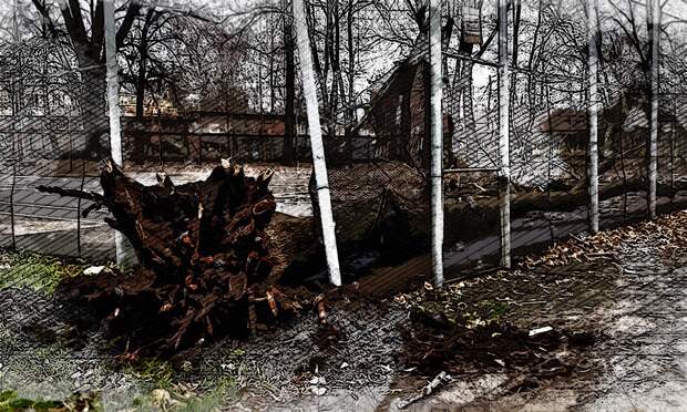 Фотофакт: в Орле огромное дерево упало на спортивную площадку