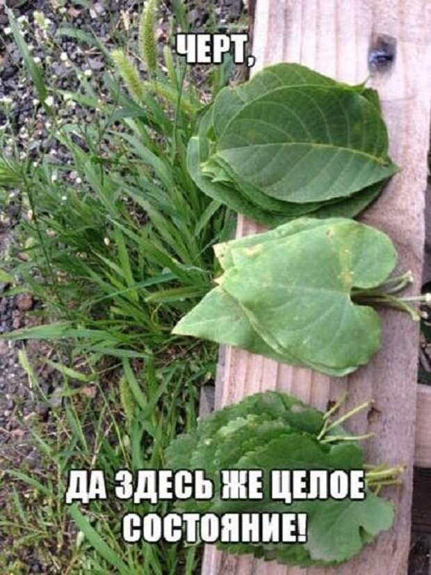 Смешные картинки с надписям