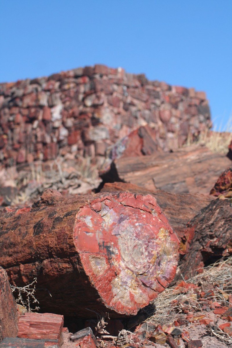 Тысячелетний дом Petrified Forest, Тысячелетний, дом