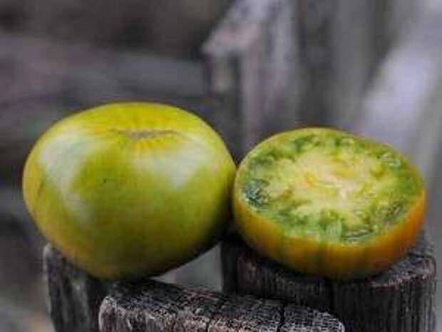 Малахитова шкатулка — этот сорт уникален тем, что огромные плоды в спелом состоянии имеют зеленый окрас и привкус дыни. 