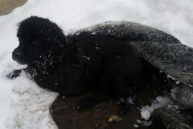 Из ледяного плена пса отливали теплой водой 