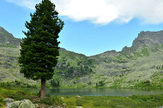 Биолог Горошкевич: в России созданы карликовые кедры для плантационного хозяйства