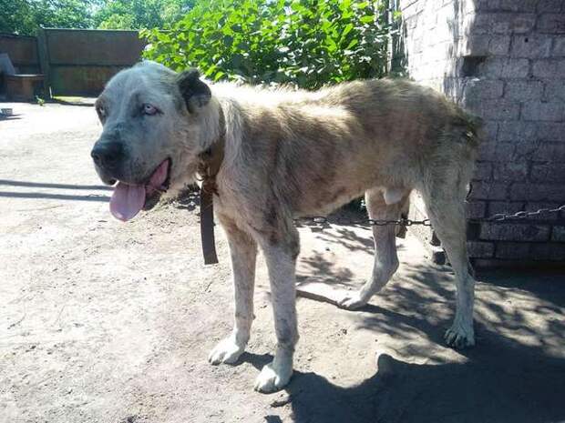 Женщина обнимала тощего алабая, все еще не веря в чудо. Пёс потерялся 2 года назад, а нашелся благодаря репосту в соцсетях