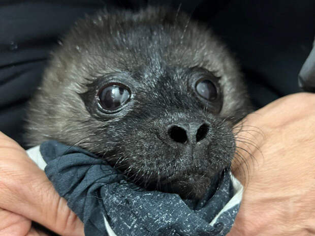 В Карелии волонтёры и прохожие спасли от чаек малыша ладожской нерпы