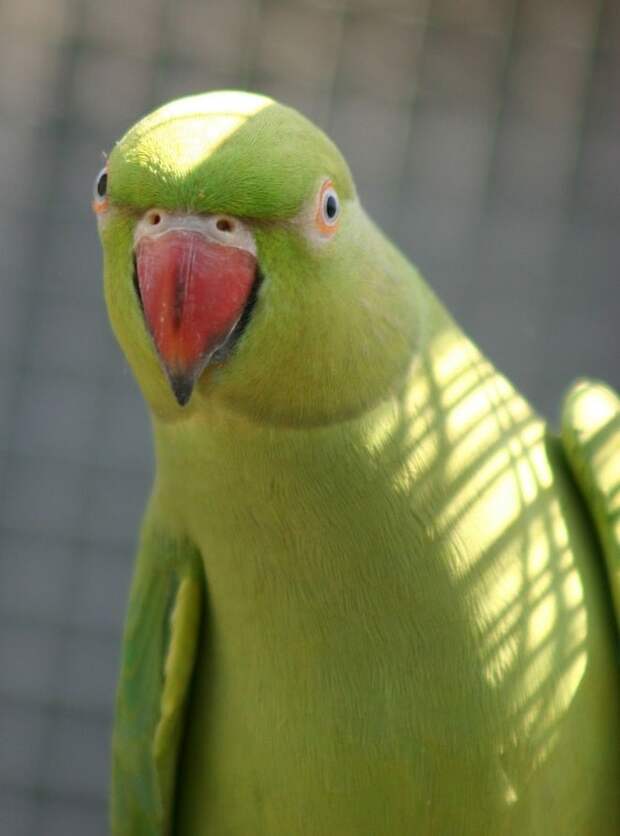 Зеленая птица
