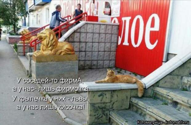 Лучшие котоматрицы недели (50 фото)