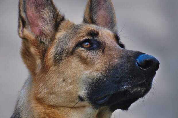 Молчаливый пес спас жизнь хозяевам, предупредив об&nbsp;утечке газа