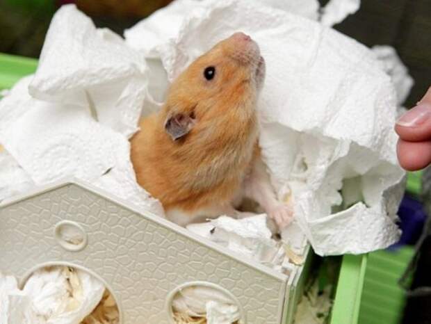 Тинк, хомяк, воскрес